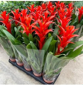 Resim Kırmızı Guzmanya Çiçeği 