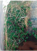 Resim Kn27sgd49 Bombeli Yeşil Led 75 Adet 