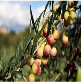 Resim Tüplü Bodur Yağlık Arbequina Zeytin Fidanı 2 Yaş 