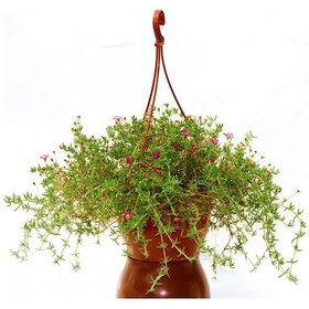 Resim Acem Halısı 3 Adet - Askılı Saksıda 