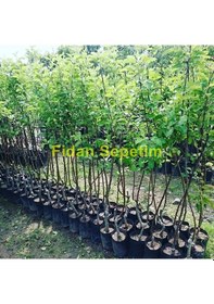 Resim 3 Yaş Aşılı Red Chief Elma Fidanı 