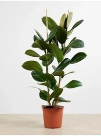 Resim Ficus Robusta Ikili Kauçuk Çiçeği 2'li Elastica 85-95 Cm 