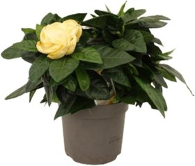 Resim Videolu 1 Adet Ithal Kokulu Gardenya Çiçeği Ofis Bitkisi 25-35 Cm Saksılı İç Mekan Bitki Gardenia 
