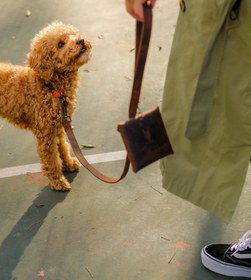 Resim Merlin Köpek Gezdirme Kayışı - Kayış + Çanta + Anahtarlık İstiyorum / Eskitilmiş Kahve / İsim Baskı İstemiyorum 