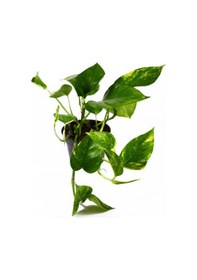 Resim Pothos Alacalı Salon Sarmaşığı Öğretmenler Gününe Özel 