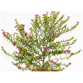 Resim Kufeya Cennet Çiçeği Pembe Saksıda 3 Adet 