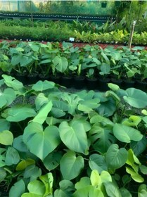 Resim Perlak Canlı Yapraklı Deve Tabanı Çiçeği 1 Adet Saksılı 30-50cm 