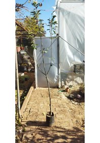 Resim 3'lü Meyve Fidanı Paketi (Elma-Erik-Zeytin) 