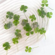 Resim Parça Şanslı Yonca Kartpostal Seti, Yonca Kitap Ayracı, Hava Kurutulmuş Örnek, Şeffaf Sergi Kartı, Ofis Dekoru ve Hediye İçin İdeal, Kitap Severler, Şeffaf Dilek Notları, Kitap Ayracı ve Dekorasyonlar İçeren Yeni İyileştirici Tebrik Kartı Seti, Mükemmel Tatil Hediyesi 