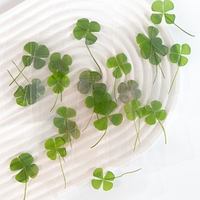 Resim Parça Şanslı Yonca Kartpostal Seti, Yonca Kitap Ayracı, Hava Kurutulmuş Örnek, Şeffaf Sergi Kartı, Ofis Dekoru ve Hediye İçin İdeal, Kitap Severler, Şeffaf Dilek Notları, Kitap Ayracı ve Dekorasyonlar İçeren Yeni İyileştirici Tebrik Kartı Seti, Mükemmel Tatil Hediyesi 