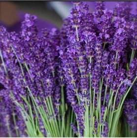 Resim Lavandula Angustifolia Lavanta Tohumu 1000 Tohum 