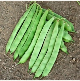 Resim Doğal Gelneksel Ece Alman Ayşe Sırık-geniş Fasulye Tohumu 20 Tohum 