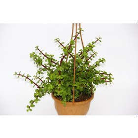 Resim Yeşim Ağacı Crassula Portulacaria Askılı Saksı 5 Adet 