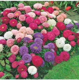 Resim Callistephus Pompon Dark Red Aster Çiçeği Tohumu 50 Tohum 