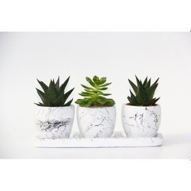 Resim TRİO BEYAZ SUKULENT SETİ - Haworthia, Gasteria Obliqua 