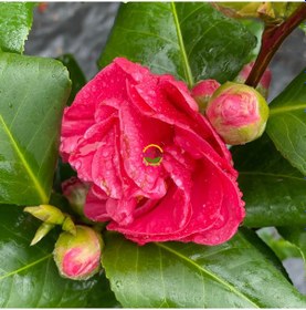 Resim Japon Kamelyası Fidanı 'camellia Japonica'' İthal 