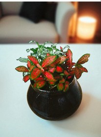 Resim Bitkitürk-cam Vazoda Fittonia Renkli Alem Ofis Salon İç Mekan 