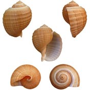 Resim Tahtakaletoptanci Tonna Cepa 9-10 Cm 