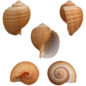 Resim Tahtakaletoptanci Tonna Cepa 9-10 Cm 