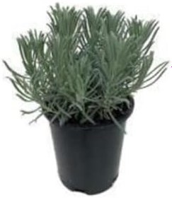 Resim Saksılı Lavanta Fidanı 1 Adet 30-40 Cm (Lavandula Intermedia) 