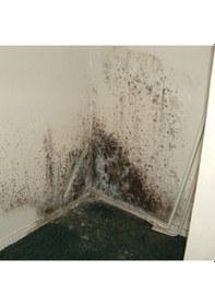 Resim Miss Flora Nem Alıcı 450 Gr + 5 Adet Yedek 