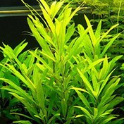 Resim Hygrophilla Lacustris Akvaryum Bitkisi 5 Dal 