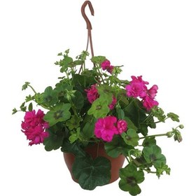 Resim Sakız Sardunya Çiçeği 