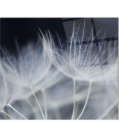 Resim Ne Verelim Size Cam Ocak Arkası Koruyucu | Karahindiba Model 