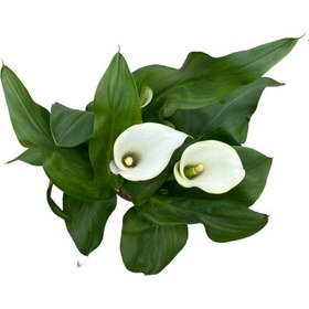 Resim Calla Lilly 'white' Gala Çiçeği 