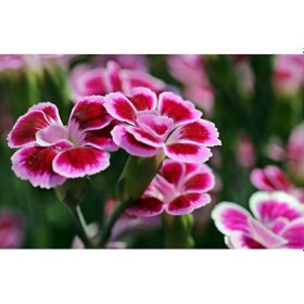 Resim Pembe Çin Karanfili Çiçeği 10 Adet 