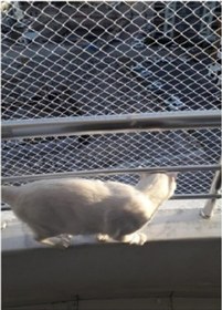 Resim 2 X 12 Metre Kedi Koruma Filesi Kedi Filesi Balkon Filesi 1 Mm Ke 