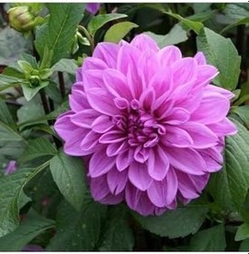 Resim Dalia Fidanı 20 Cm 40 Cm 
