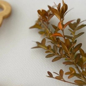 Resim Akçaağaç Diş Kaşıyıcı - Ayıcık 