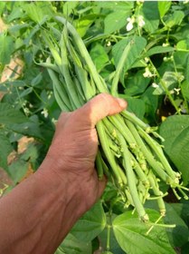 Resim Doğal Oturak Yeşil Fasulye Sarıkız Zehra Sebze Tohumu 50 Ad. Yerli Tohum 