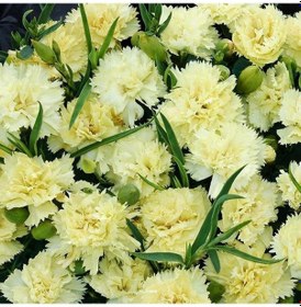 Resim Marie Chabaud Sarı Karanfil Çiçeği Tohumu 50 Tohum 