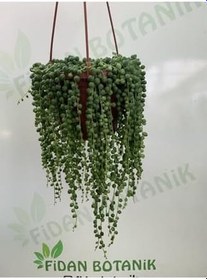 Resim Tesbih Çiçeği, 773410391391 