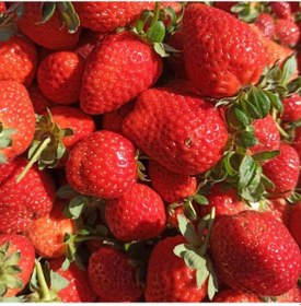 Resim 50 Adet Albion Çilek Fidesi. Açık Kök 4 Mevsim Çilek Fidanı 