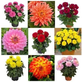 Resim Karışık Renk Dahlia Yıldız Çiçegi Soganı 9 Adet 