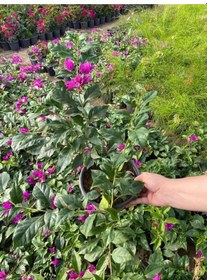 Resim Canlı Dolgun Formlu Mor Renk Begonvil Çiçeği 40-60cm Purple Bougainvillea 