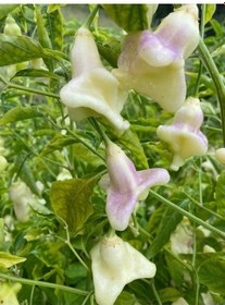 Resim 10 Adet White Baccatum Premium Biber Tohumu 