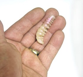 Resim Lion Fish Float Bait 50 mm Yapay Kurtçuk 