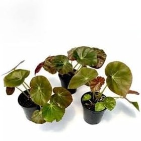 Resim Pembe Çiçekli Yağlı Begonya Çiçeği 3 Adet Saksılı 10-20Cm 