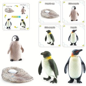 Resim Fantarea Penguen Yaşam Döngüsü Figürleri - Çocuklar için Eğitici Oyuncak Seti, Yumurtadan Yetişkine Gerçekçi Büyüme Aşamaları, 3-8 Yaş Arası İçin Kuzey Kutbu Hayvan Oyun Seti 