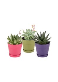 Resim Poliwork Tabaklı Kaktüs Saksı Mix 0,11 Lt 65 60 Mm 32328980 