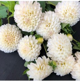 Resim Büyük Çiçekli Go Go White Yıldız Dahlia Çiçeği Soğanı Yumrusu 1 Adet 
