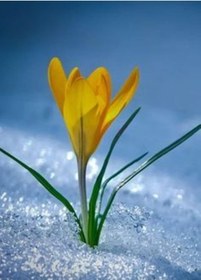 Resim Sarı Kardelen Çiçek Soğanı 6 Adet 