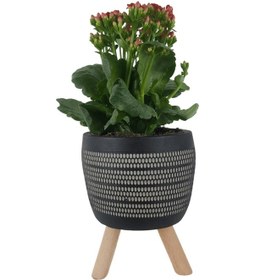 Resim Kırmızı Kalanşo Siyah Damla Saksıda Kalanchoe 