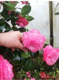Resim Pembe Kamelya Çiçeği - Camelia Japonica Kırmızı. 30-45 Cm Aras 