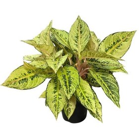 Resim Aglaonema 'chartreuse Pretty' Çin Herdemyeşili 
