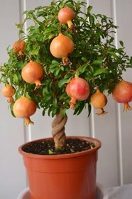 Resim Videolu 1 Adet Bodur Süs Narı Fidanı 25-40 Cm Saksılı Çiçekli Bodur Bitkiler Dwarf Pomegranate 